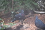 DSC_9093.JPG